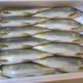 昆布に技あり 骨まで柔らか 子持ち鮎の甘露煮 レシピ 作り方 By Startrek 楽天レシピ 昆布に技あり 骨まで柔らか 子持ち鮎の甘露煮 レシピ 作り方 By Startrek 楽天レシピ